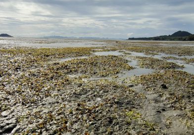 พื้นที่หมู่เกาะศรีบอยา-หาดเจ้าอูฐ